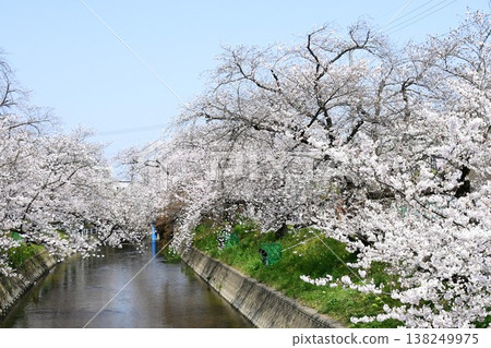 岩倉五條川沿岸有一條壯麗的櫻花隧道。 岩倉五條川沿岸有一條壯麗的櫻花隧道。 138249975