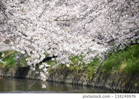 岩倉五條川沿岸有一條壯麗的櫻花隧道。 138249976