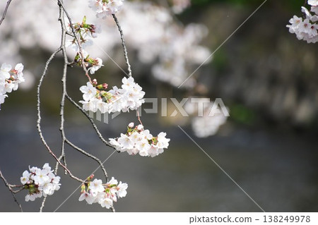 A magnificent tunnel of cherry blossoms along the Gojo River in Iwakura A magnificent tunnel of cherry blossoms along the Gojo River in Iwakura 138249978