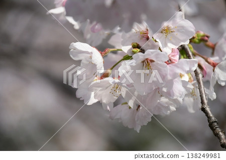 岩倉五條川沿岸有一條壯麗的櫻花隧道。 138249981