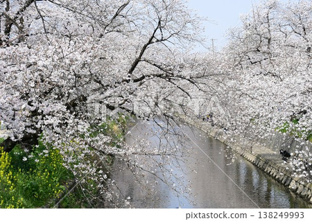 岩倉五條川沿岸有一條壯麗的櫻花隧道。 岩倉五條川沿岸有一條壯麗的櫻花隧道。 138249993