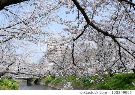 岩倉五條川沿岸有一條壯麗的櫻花隧道。 岩倉五條川沿岸有一條壯麗的櫻花隧道。 138249995