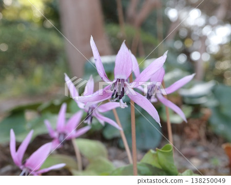 預示著春天到來的犬齒紫羅蘭花正在盛開。 138250049