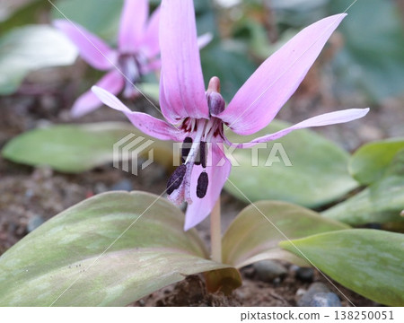 預示著春天到來的犬齒紫羅蘭花正在盛開。 138250051