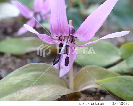 預示著春天到來的犬齒紫羅蘭花正在盛開。 138250052