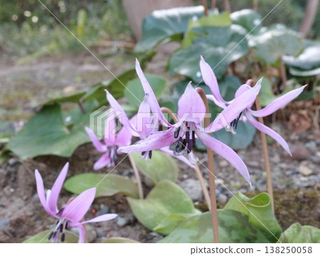 宣布春天到來的片假花 138250058