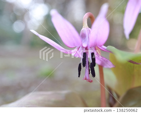 Katakuri flower that announces the arrival of spring Katakuri flower that announces the arrival of spring 138250062