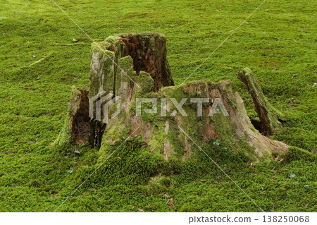 Mossy stump 138250068