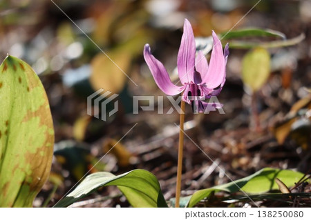 早春時節，山麓間盛開著犬齒紫羅蘭花。 138250080