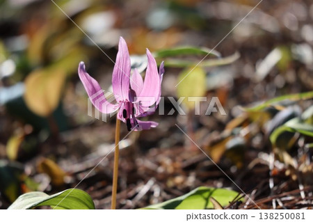 早春時節，山麓間盛開著犬齒紫羅蘭花。 138250081