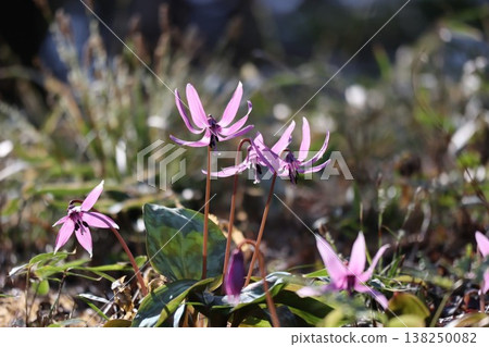 早春時節,山麓間盛開著犬齒紫羅蘭花。 早春時節,山麓間盛開著犬齒紫羅蘭花。 138250082