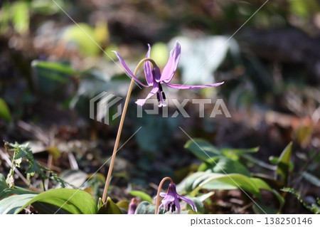 預示著春天到來的犬齒紫羅蘭花正在盛開。 138250146