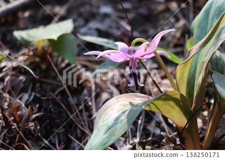 Katakuri花告訴春天 138250171