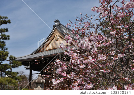 Myorenji Temple, the head temple of the Shingon sect: Cherry blossoms beginning to bloom and the main hall (Kamigyo Ward, Kyoto City) Myorenji Temple, the head temple of the Shingon sect: Cherry blossoms beginning to bloom and the main hall (Kamigyo Ward, Kyoto City) 138250184