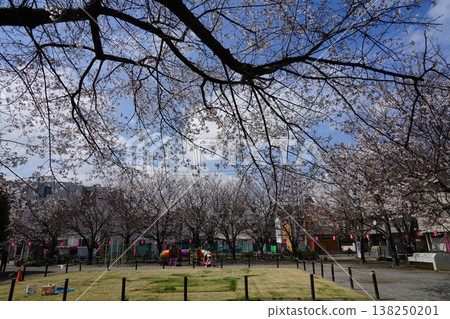 Somei Yoshino Sakurazato Park and cherry blossoms, March, Toshima 174 Somei Yoshino Sakurazato Park and Somei Yoshino Sakurazato Festival Somei Yoshino Sakurazato Park and cherry blossoms, March, Toshima 174 Somei Yoshino Sakurazato Park and Somei Yoshino Sakurazato Festival 138250201