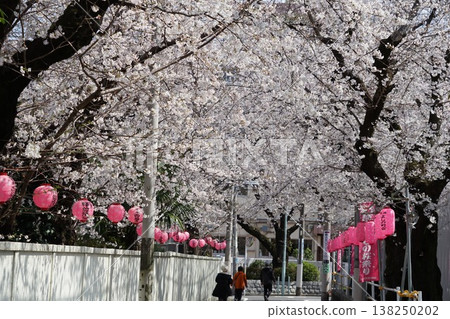 Passing through a tunnel of cherry blossoms: March, Toshima 175 Somei Yoshino Cherry Blossom Festival 138250202