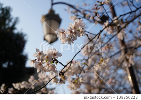 Scenery with cherry blossoms Scenery with cherry blossoms 138250228