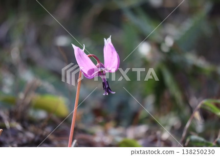 The dogtooth violet flowers, which herald spring in the foothills, have bloomed. The dogtooth violet flowers, which herald spring in the foothills, have bloomed. 138250230