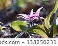 The dogtooth violet flowers, which herald spring in the foothills, have bloomed. 138250231