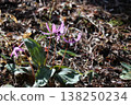 The dogtooth violet flowers, which herald spring in the foothills, have bloomed. 138250234