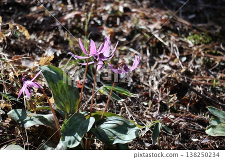 The dogtooth violet flowers, which herald spring in the foothills, have bloomed. 138250234