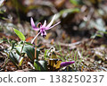 The dogtooth violet flowers, which herald spring in the foothills, have bloomed. 138250237
