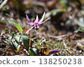 The dogtooth violet flowers, which herald spring in the foothills, have bloomed. 138250238