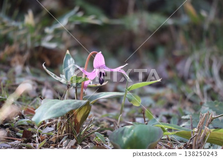 Katakuri flower that announces the arrival of spring 138250243