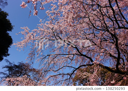 六義園的垂枝櫻花在三月下旬盛開,美不勝收(3) 六義園的垂枝櫻花在三月下旬盛開,美不勝收(3) 138250293