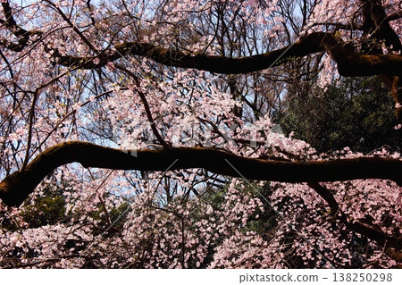 The weeping cherry trees at Rikugien Garden (8) were in full bloom in late March. 138250298