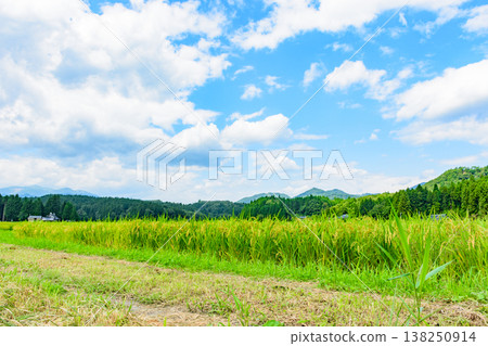 Autumn in the rice fields of Kotsudera Village: The rice harvest is just around the corner. Autumn in the rice fields of Kotsudera Village: The rice harvest is just around the corner. 138250914