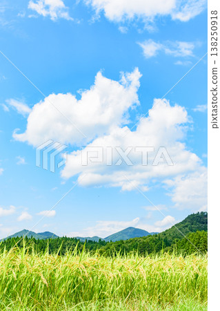 Autumn in the rice fields of Kotsudera Village: The rice harvest is just around the corner. Autumn in the rice fields of Kotsudera Village: The rice harvest is just around the corner. 138250918