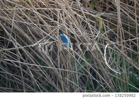 Kingfisher Kingfisher 138250982