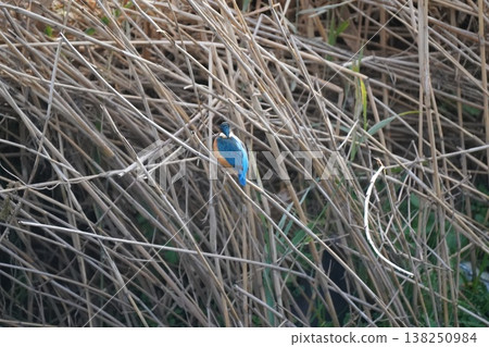 Kingfisher 138250984