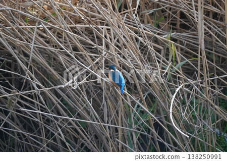 Kingfisher Kingfisher 138250991