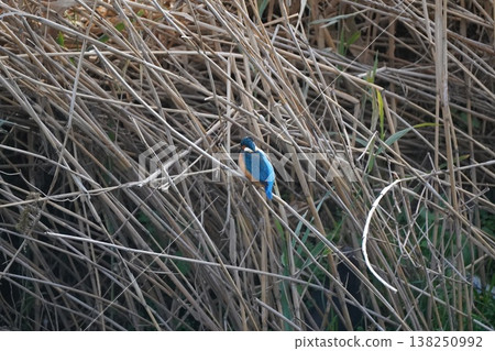 Kingfisher Kingfisher 138250992
