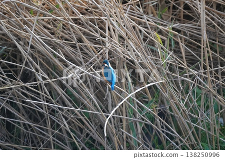 Kingfisher Kingfisher 138250996