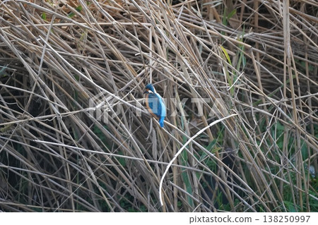 Kingfisher Kingfisher 138250997
