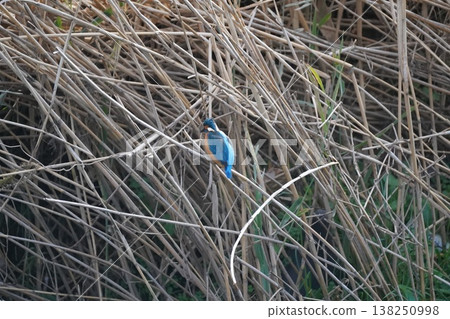 Kingfisher Kingfisher 138250998