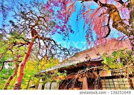 The weeping cherry tree at Nakain Temple (Kawagoe City, Saitama Prefecture) The weeping cherry tree at Nakain Temple (Kawagoe City, Saitama Prefecture) 138251049