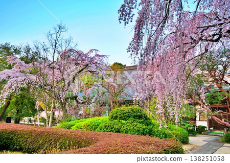 中院寺（埼玉縣川越市）的垂枝櫻花樹 138251058