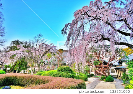 The weeping cherry tree at Nakain Temple (Kawagoe City, Saitama Prefecture) The weeping cherry tree at Nakain Temple (Kawagoe City, Saitama Prefecture) 138251060