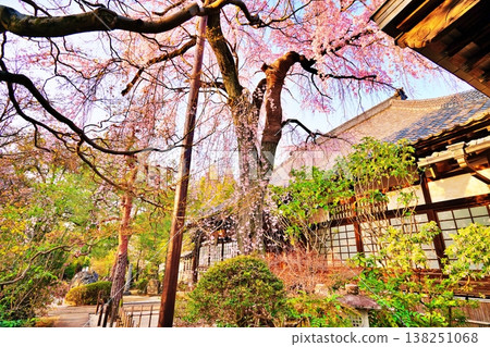 The weeping cherry tree at Nakain Temple (Kawagoe City, Saitama Prefecture) The weeping cherry tree at Nakain Temple (Kawagoe City, Saitama Prefecture) 138251068