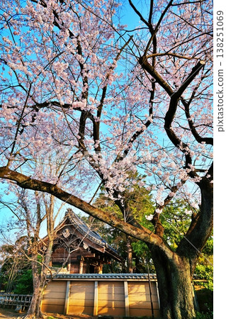 The weeping cherry tree at Nakain Temple (Kawagoe City, Saitama Prefecture) The weeping cherry tree at Nakain Temple (Kawagoe City, Saitama Prefecture) 138251069