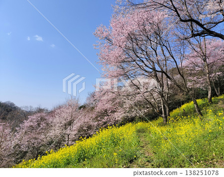 櫻花和油菜花盛開的道路 櫻花和油菜花盛開的道路 138251078
