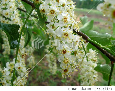 Chokecherry Blossoms After Summer Rain Chokecherry Blossoms After Summer Rain 138251174