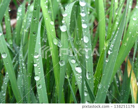 Raindrops Weighing Down The Grasses 138251176