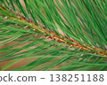 Detailed macro shot of vibrant green pine needles and textured bark with a soft bokeh background 138251188