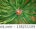 Detailed macro shot of vibrant green pine needles and textured bark with a soft bokeh background 138251189