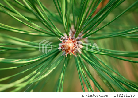 Detailed macro shot of vibrant green pine needles and textured bark with a soft bokeh background Detailed macro shot of vibrant green pine needles and textured bark with a soft bokeh background 138251189